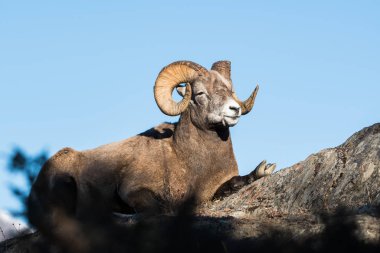 Wild Bighorn Sheep. Nature, fauna