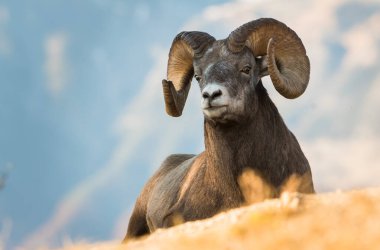 Wild Bighorn Sheep. Nature, fauna