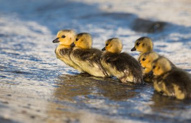 Kanada yaban kazları, kuşlar. Doğa, fauna 