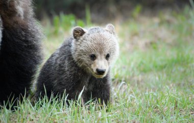 grizzly bear in wild, animal. Nature, fauna