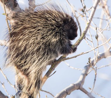  Vahşi doğada kirpi, hayvan. Doğa, fauna