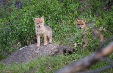 Coyote pups in wild, animal. Nature, fauna clipart