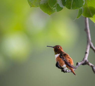 Vahşi sinekkuşu, kuş. Doğa, fauna 