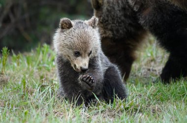 grizzly bear in wild, animal. Nature, fauna