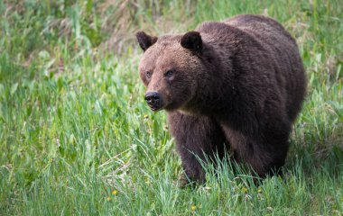 Vahşi boz ayı, hayvan. Doğa, fauna  