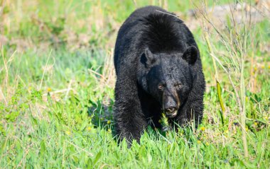 Vahşi doğada Kara Ayı, hayvan. Doğa, fauna 