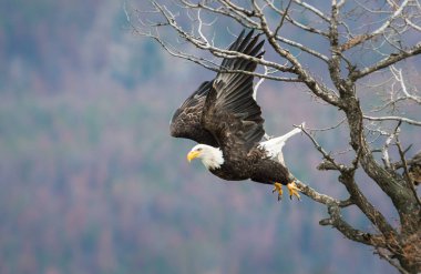 Vahşi doğada kartal, kuş. Doğa, fauna