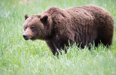 Vahşi boz ayı, hayvan. Doğa, fauna  