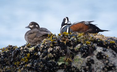 Palyaço ördekleri vahşi doğada, kuşlar. Doğa, fauna