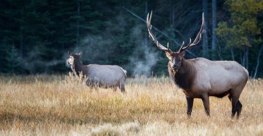 wild elks, animals. Nature, fauna clipart