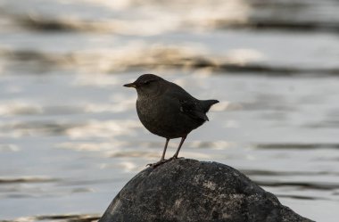 Vahşi Amerikalı Dipper, kuş. Doğa, fauna 