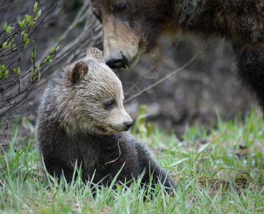 grizzly bear in wild, animal. Nature, fauna