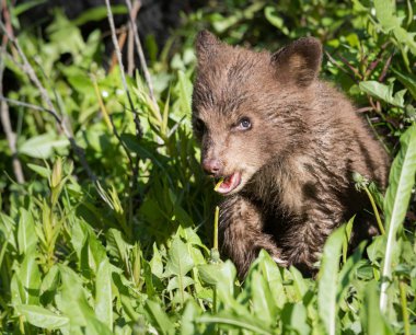 Vahşi doğada Kara Ayı, hayvan. Doğa, fauna 