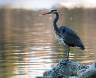 Vahşi yaşam, balıkçıl, kuş. Doğa, fauna