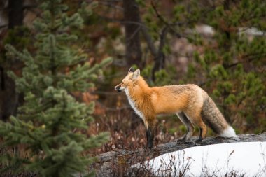 Kızıl tilki, hayvan. Doğa, fauna