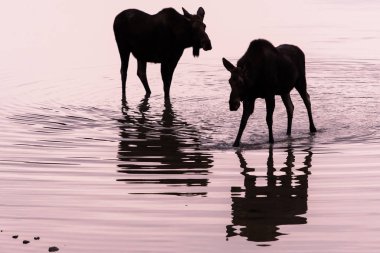 Vahşi geyikler, hayvanlar. Doğa, fauna 