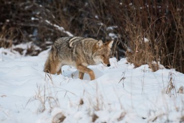 Vahşi bir çakal, hayvan. Doğa, fauna