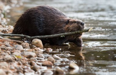 Wild beaver, animal. Nature, fauna