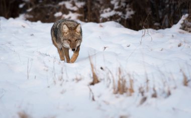 Vahşi bir çakal, hayvan. Doğa, fauna