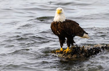 Vahşi doğada kartal, kuş. Doğa, fauna