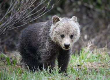grizzly bear in wild, animal. Nature, fauna