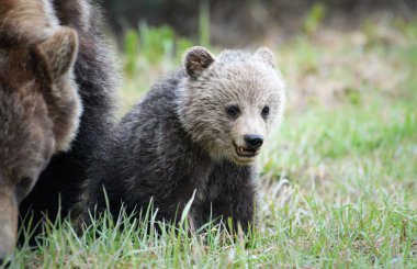 grizzly bear in wild, animal. Nature, fauna