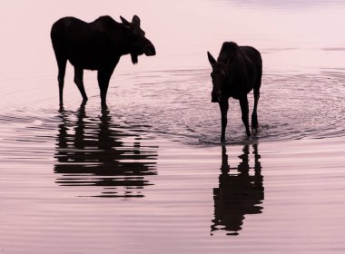Vahşi geyikler, hayvanlar. Doğa, fauna 