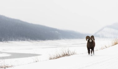 Wild Bighorn Sheep. Nature, fauna