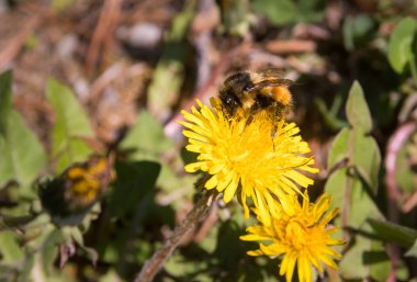 Karahindiba üzerinde arı