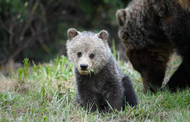 Vahşi ayılar, hayvanlar. Doğa, fauna 