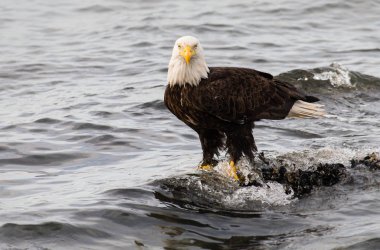 Vahşi doğada kartal, kuş. Doğa, fauna