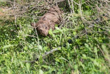 Vahşi doğada Kara Ayı, hayvan. Doğa, fauna  
