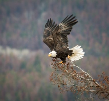 Vahşi doğada kartal, kuş. Doğa, fauna