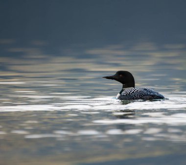 Çılgınlık bu, kuş. Doğa, fauna 