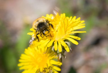 Karahindiba üzerinde arı