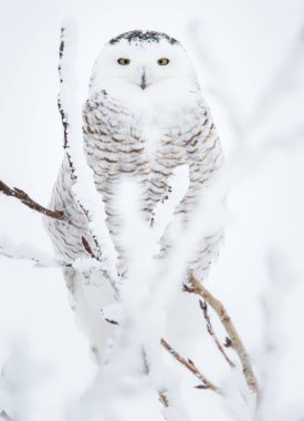 Baykuş vahşi, hayvan. Doğa, fauna