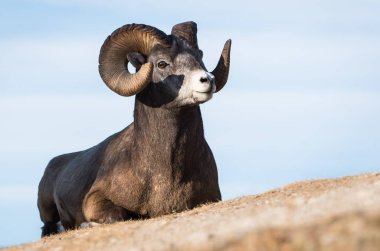 Wild Bighorn Sheep. Nature, fauna