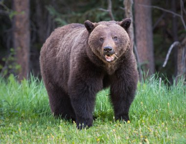 Vahşi boz ayı, hayvan. Doğa, fauna  