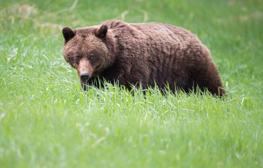 Vahşi boz ayı, hayvan. Doğa, fauna  