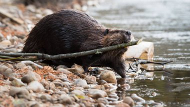 Wild beaver, animal. Nature, fauna