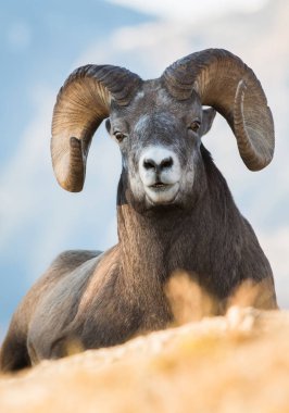 Wild Bighorn Sheep. Nature, fauna