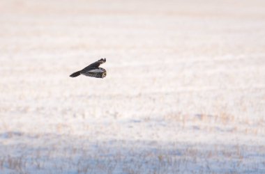 Baykuş doğada, kuş. Doğa, fauna