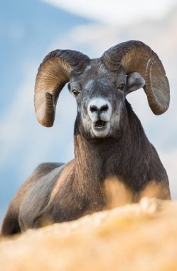 Wild Bighorn Sheep. Nature, fauna