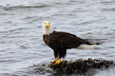 Vahşi doğada kartal, kuş. Doğa, fauna