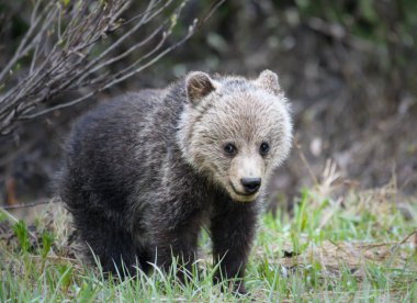 grizzly bear in wild, animal. Nature, fauna