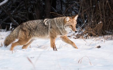 Vahşi bir çakal, hayvan. Doğa, fauna