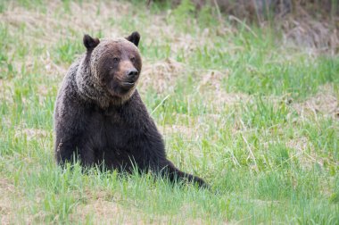 Vahşi boz ayı, hayvan. Doğa, fauna  