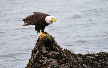 Vahşi doğada kartal, kuş. Doğa, fauna