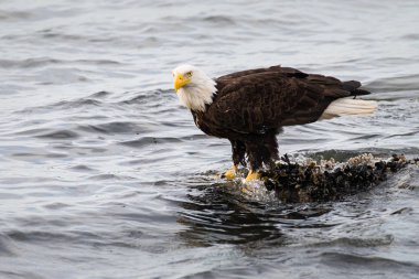 Vahşi doğada kartal, kuş. Doğa, fauna