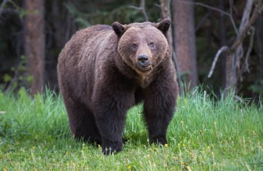 Vahşi boz ayı, hayvan. Doğa, fauna  